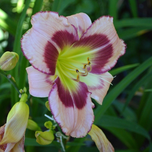 Daylily-Adena-Idas-Gem-1200x-DSC 0754