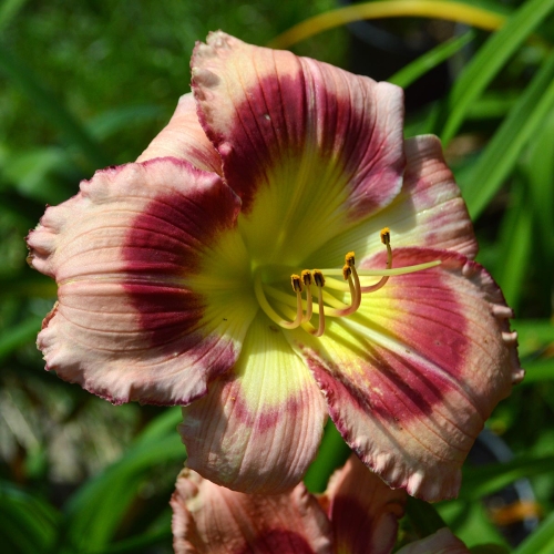 Daylily-Adena-Idas-Gem-1200x-DSC 0871