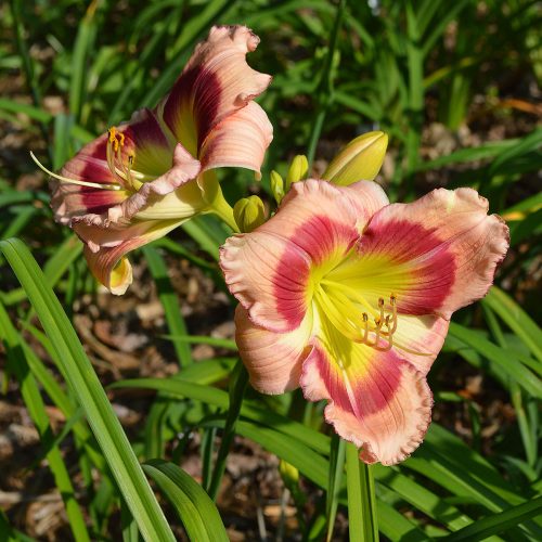 Daylily-Adena-Idas-Gem-1200x-DSC 0962