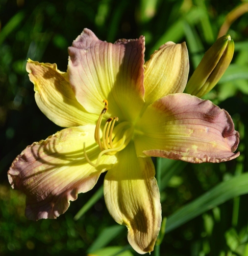 Daylily-Adena-Mystery-Mist-1200x-DSC 0242