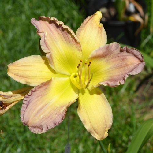 Daylily-Adena-Mystery-Mist-1200x-DSC 0467