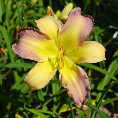 Daylily-Adena-Mystery-Mist-1200x-DSC 0488