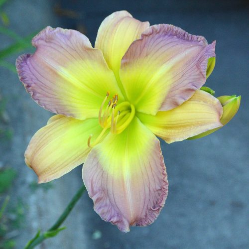 Daylily (Hemerocallis) Adena Mystery Mist