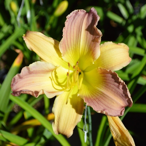 Daylily-Adena-Mystery-Mist-1200x-DSC 0749