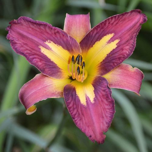 Daylily (Hemerocallis) Alien DNA