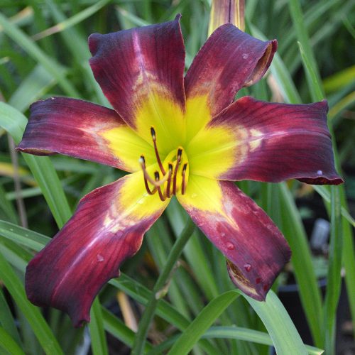 Daylily (Hemerocallis) Aliens in the Garden