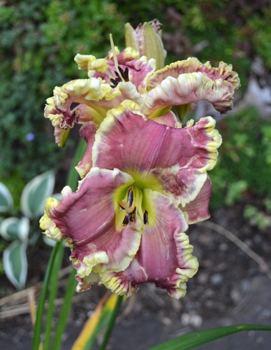 Daylily-All-Things-To-All-Men-1200w-DSC 0974