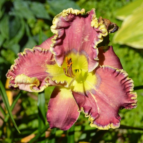 Daylily-All-Things-To-All-Men-1200x-DSC 0376