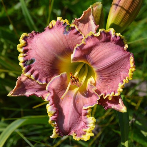 Daylily-All-Things-To-All-Men-1200x-DSC 0602