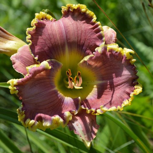 Daylily-All-Things-To-All-Men-1200x-DSC 0645