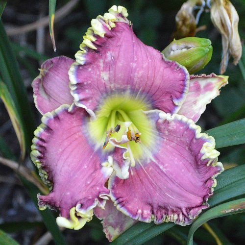 Daylily-All-Things-To-All-Men-1200x-DSC 0723