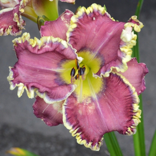 Daylily (Hemerocallis) Photo Galleries Duluth Daylily Co. Buy