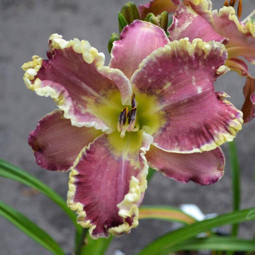 Daylily-All-Things-To-All-Men-1200x-DSC 0838