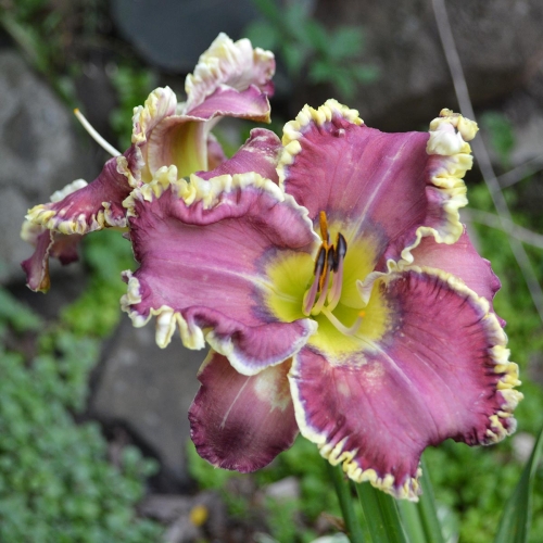 Daylily-All-Things-To-All-Men-1200x-DSC 0875