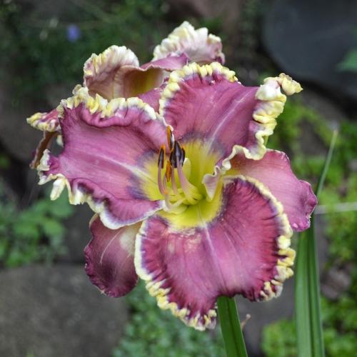 Daylily-All-Things-To-All-Men-1200x-DSC 0884