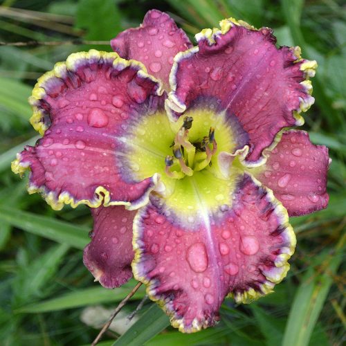 Daylily-All-Things-To-All-Men-1200x-DSC 0959