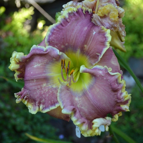 Daylily-All-Things-To-All-Men-1200x-DSC 1028