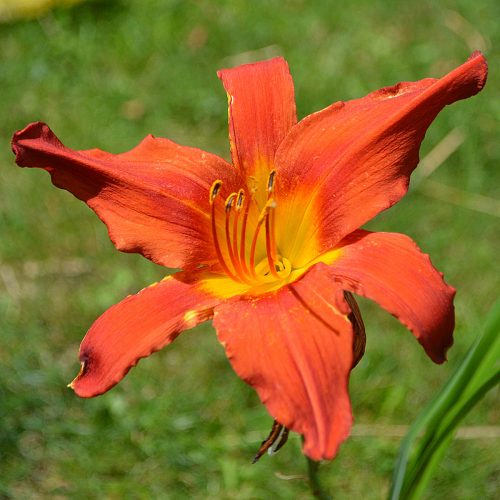 Daylily (Hemerocallis) Allegheny Red