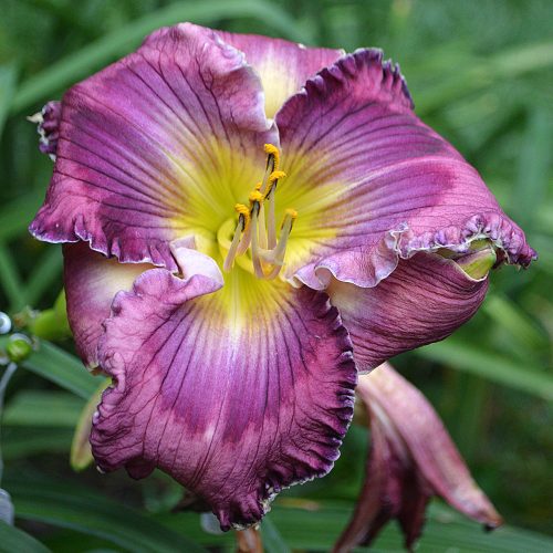 Daylily-Alpha-And-Omega-1200x-DSC 1609