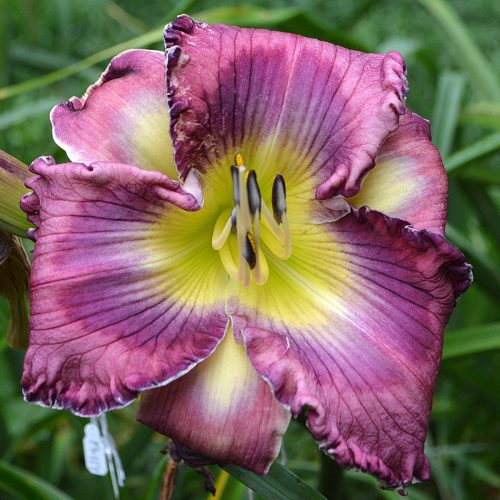Daylily (Hemerocallis) Alpha and Omega