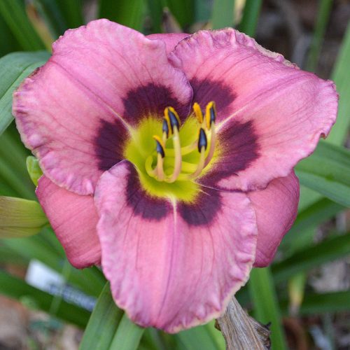 Daylily (Hemerocallis) Always Afternoon