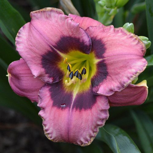 Daylily-Always-Afternoon-1200x-DSC 0026
