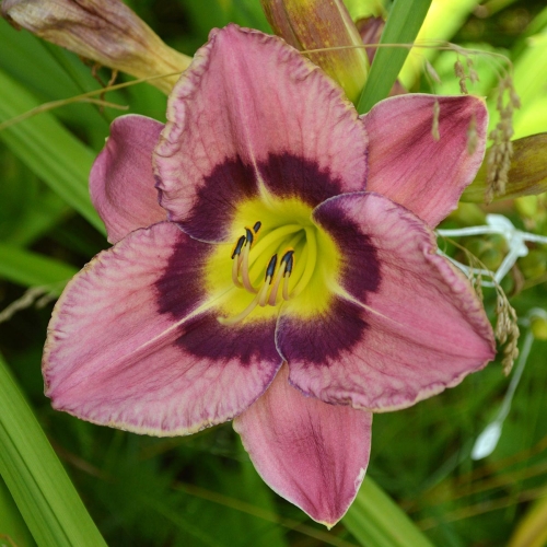 Daylily-Always-Afternoon-1200x-DSC 0040