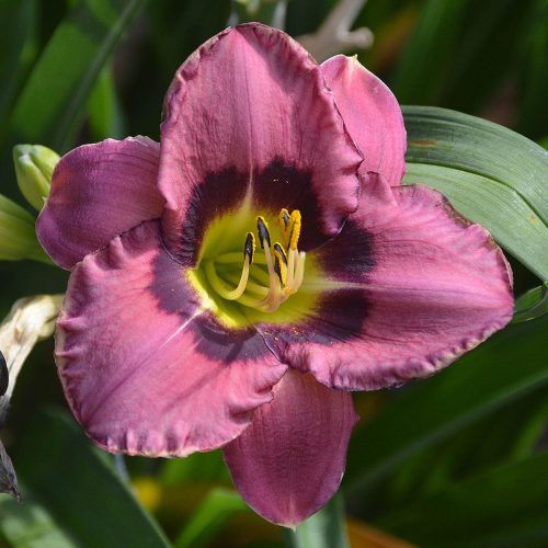 Daylily-Always-Afternoon-1200x-DSC 0101