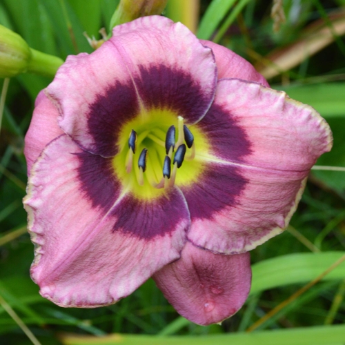 Daylily-Always-Afternoon-1200x-DSC 0102