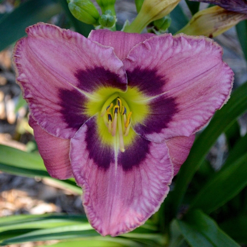Daylily-Always-Afternoon-1200x-DSC 0145