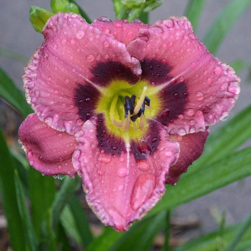 Daylily-Always-Afternoon-1200x-DSC 0177