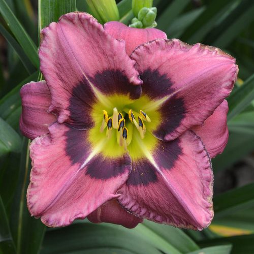 Daylily-Always-Afternoon-1200x-DSC 0274 (1)
