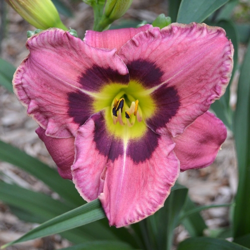 Daylily-Always-Afternoon-1200x-DSC 0401
