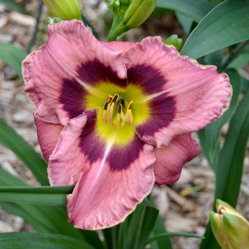 Daylily-Always-Afternoon-1200x-DSC 0464
