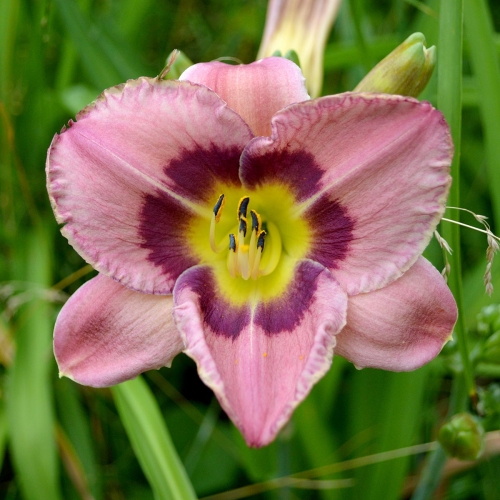 Daylily-Always-Afternoon-1200x-DSC 0468