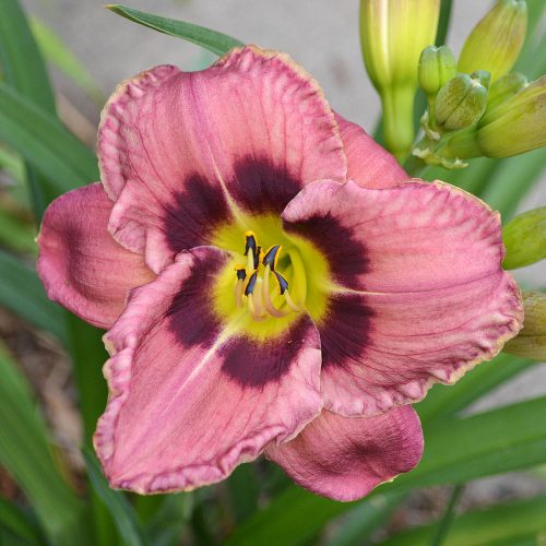 Daylily-Always-Afternoon-1200x-DSC 0482