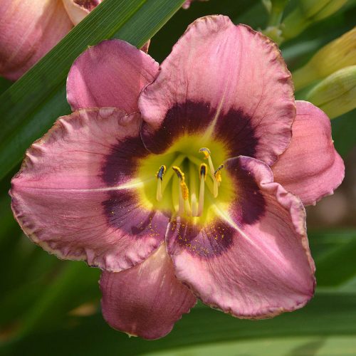Daylily-Always-Afternoon-1200x-DSC 0489
