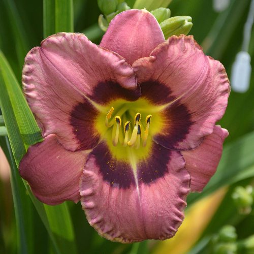 Daylily-Always-Afternoon-1200x-DSC 0491