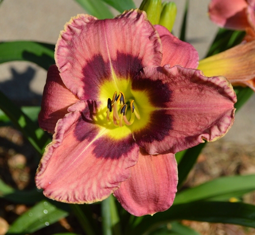 Daylily-Always-Afternoon-1200x-DSC 0512