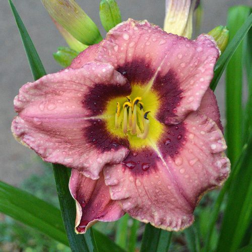 Daylily-Always-Afternoon-1200x-DSC 0571