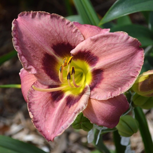 Daylily-Always-Afternoon-1200x-DSC 0590
