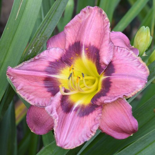 Daylily-Always-Afternoon-1200x-DSC 0653