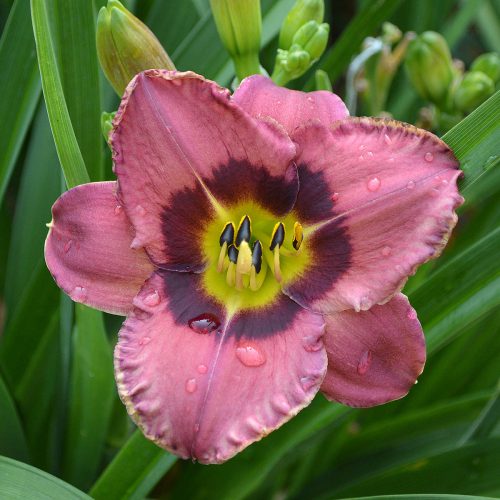 Daylily-Always-Afternoon-1200x-DSC 0678