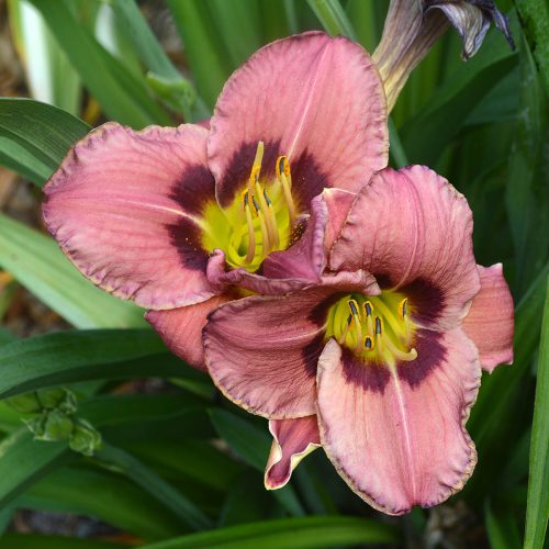 Daylily-Always-Afternoon-1200x-DSC 0892