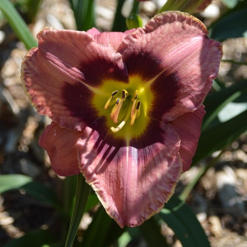 Daylily-Always-Afternoon-1200x-DSC 0936