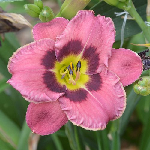 Daylily-Always-Afternoon-1200x-DSC 0955