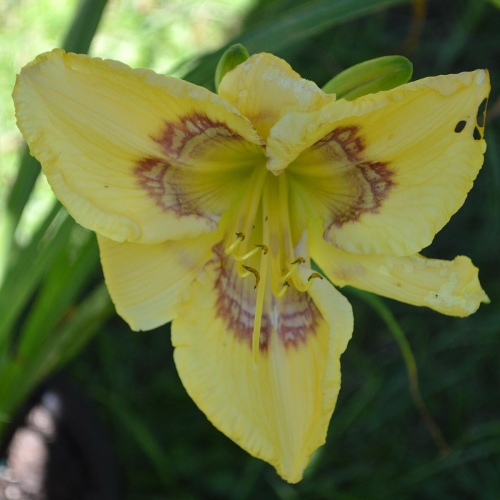 Daylily-Angel-Tracker-1200x-DSC 0237