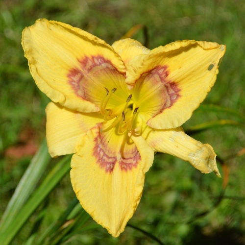 Daylily (Hemerocallis) Angel Tracker