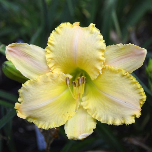 Daylily-Angelique-Fringes-1200x-DSC 0067