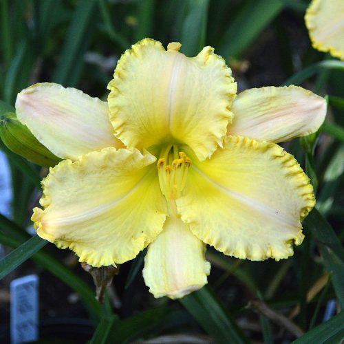 Daylily-Angelique-Fringes-1200x-DSC 0144